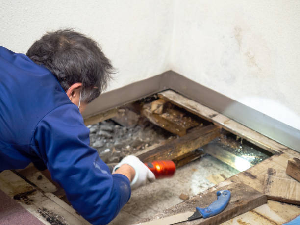 Best Emergency Mold Removal  in Astor, FL