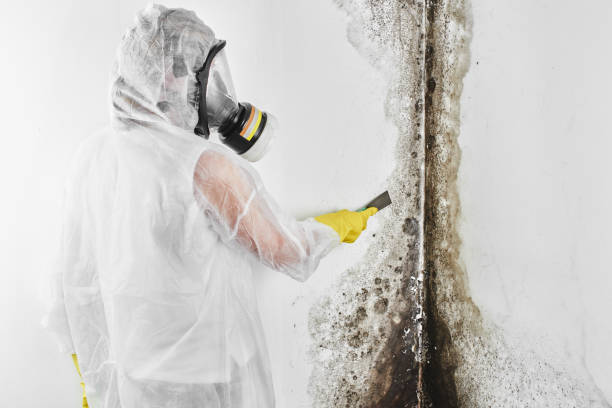 Certified Mold Removal in Astor, FL