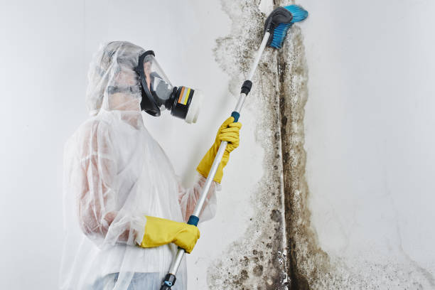 Best Mold Damage Repair  in Astor, FL