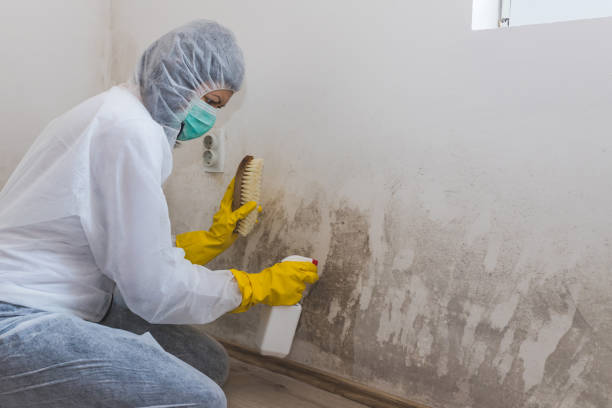 Best Crawl Space Mold Removal  in Astor, FL