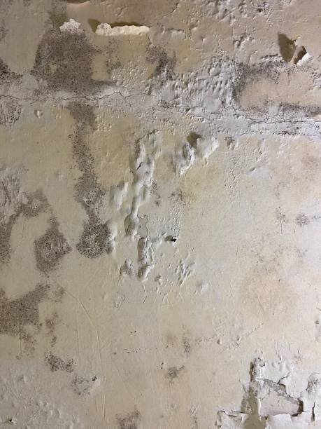 Best Mold Testing  in Astor, FL