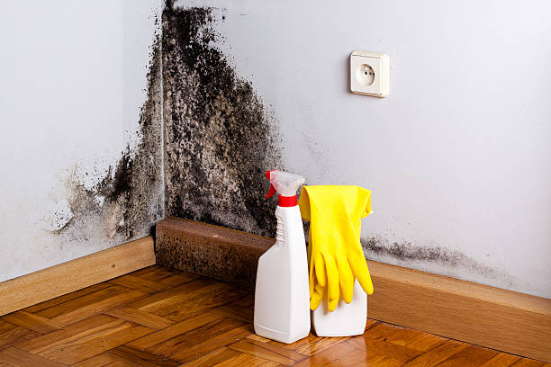 Best Commercial Mold Removal  in Astor, FL