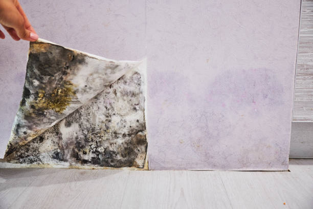 Best Home Mold Removal  in Astor, FL